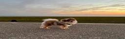 Pomeranian dogs for stud: STUD🧬🦴 - Advert 9