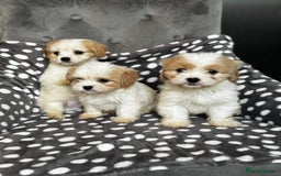 Mixed Breed dogs for sale: Cavatons - Image 4