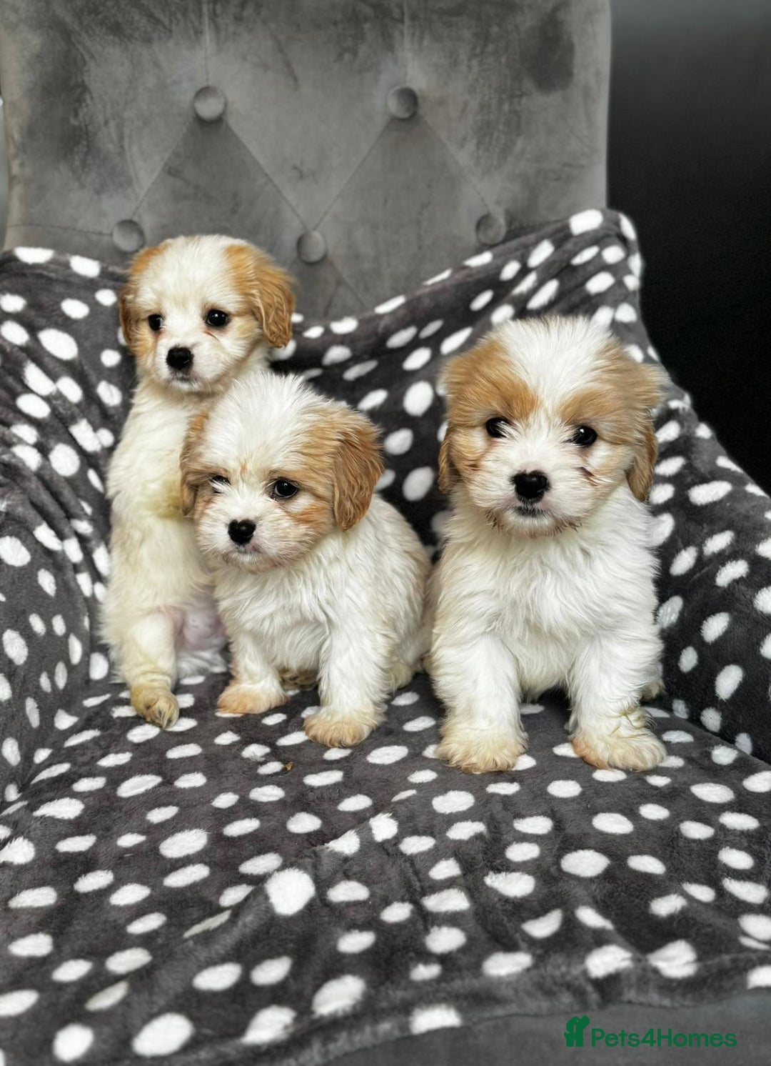 Mixed Breed dogs for sale: Cavatons - Image 4