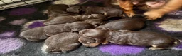 Cockapoo dogs for sale: Beautiful choc tan phantom cockapoos  - Advert 3