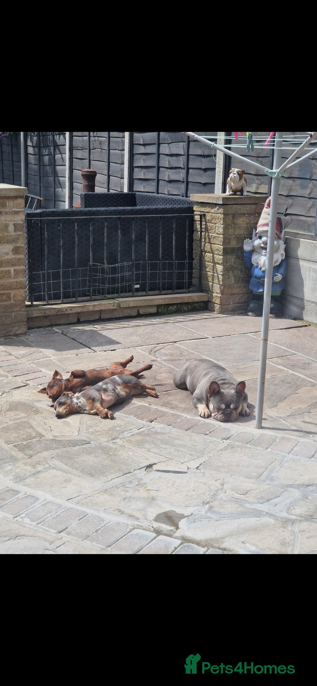 French Bulldog dogs for sale: Lilac and tan Frenchbulldog boy - Advert 6