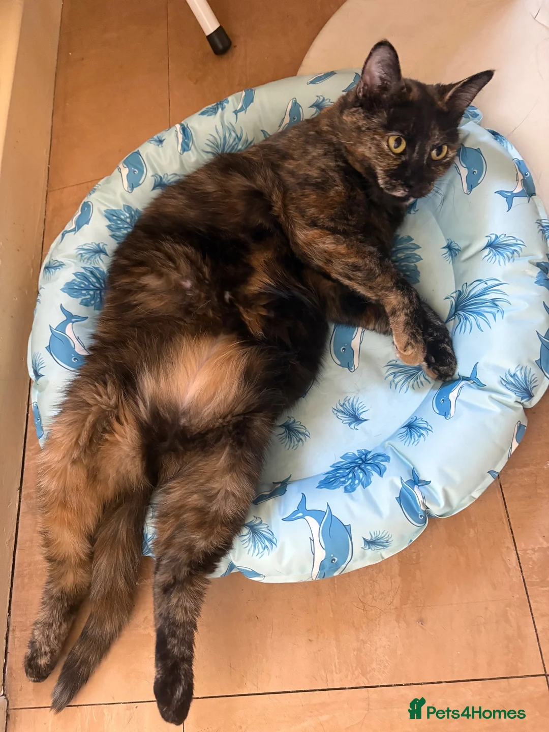 British Shorthair cats for sale: Two Female Cats for Rehome - Advert 2