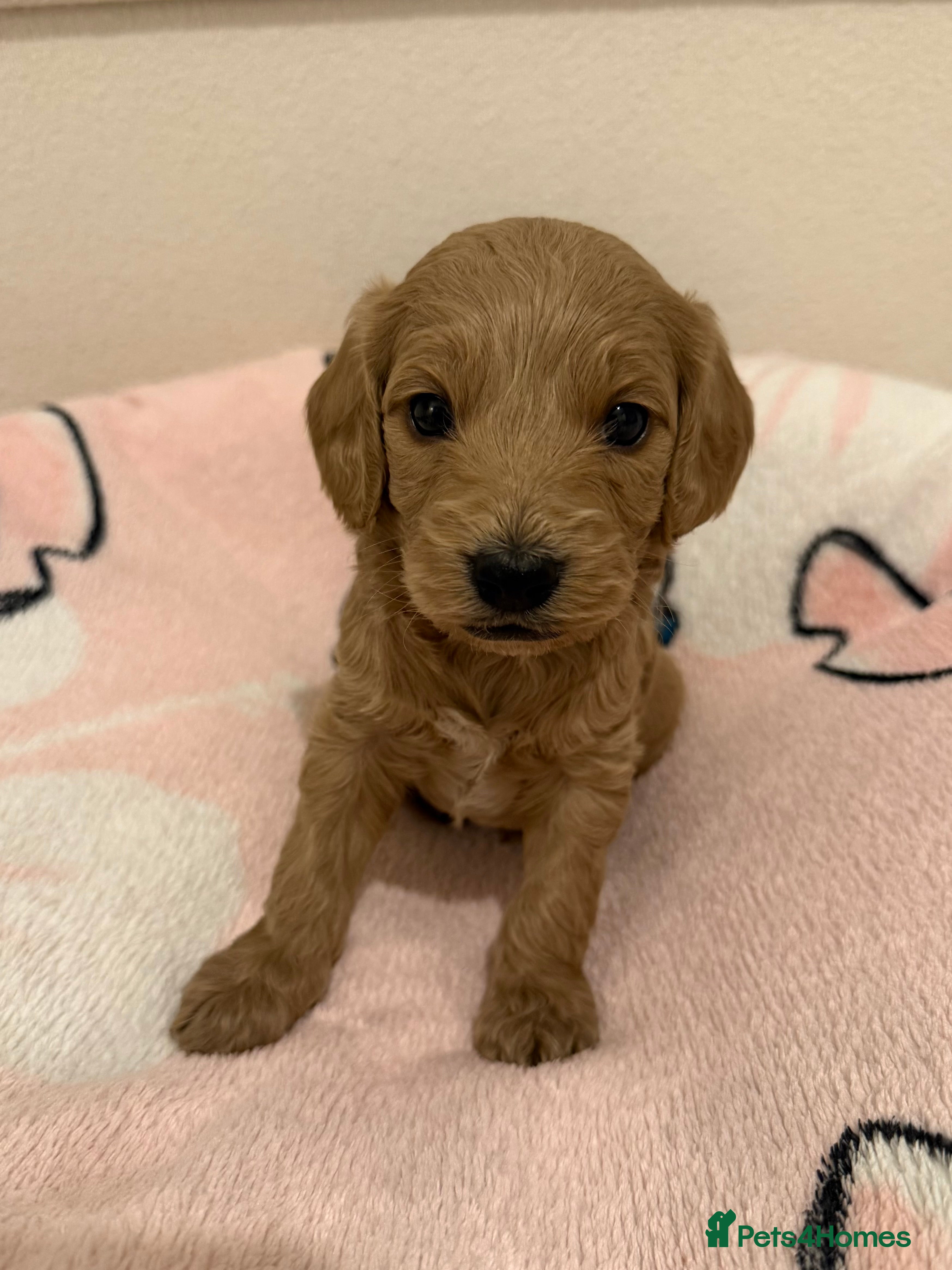Cockapoo dogs LAST 2 Beautiful Boys F1 Cockapoo puppies - Advert 5