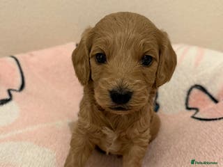 Cockapoo dogs LAST 2 Beautiful Boys F1 Cockapoo puppies - Advert 5