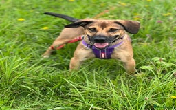 Mixed Breed dogs for adoption: Cute Dingo looking for LOVE - Image 4