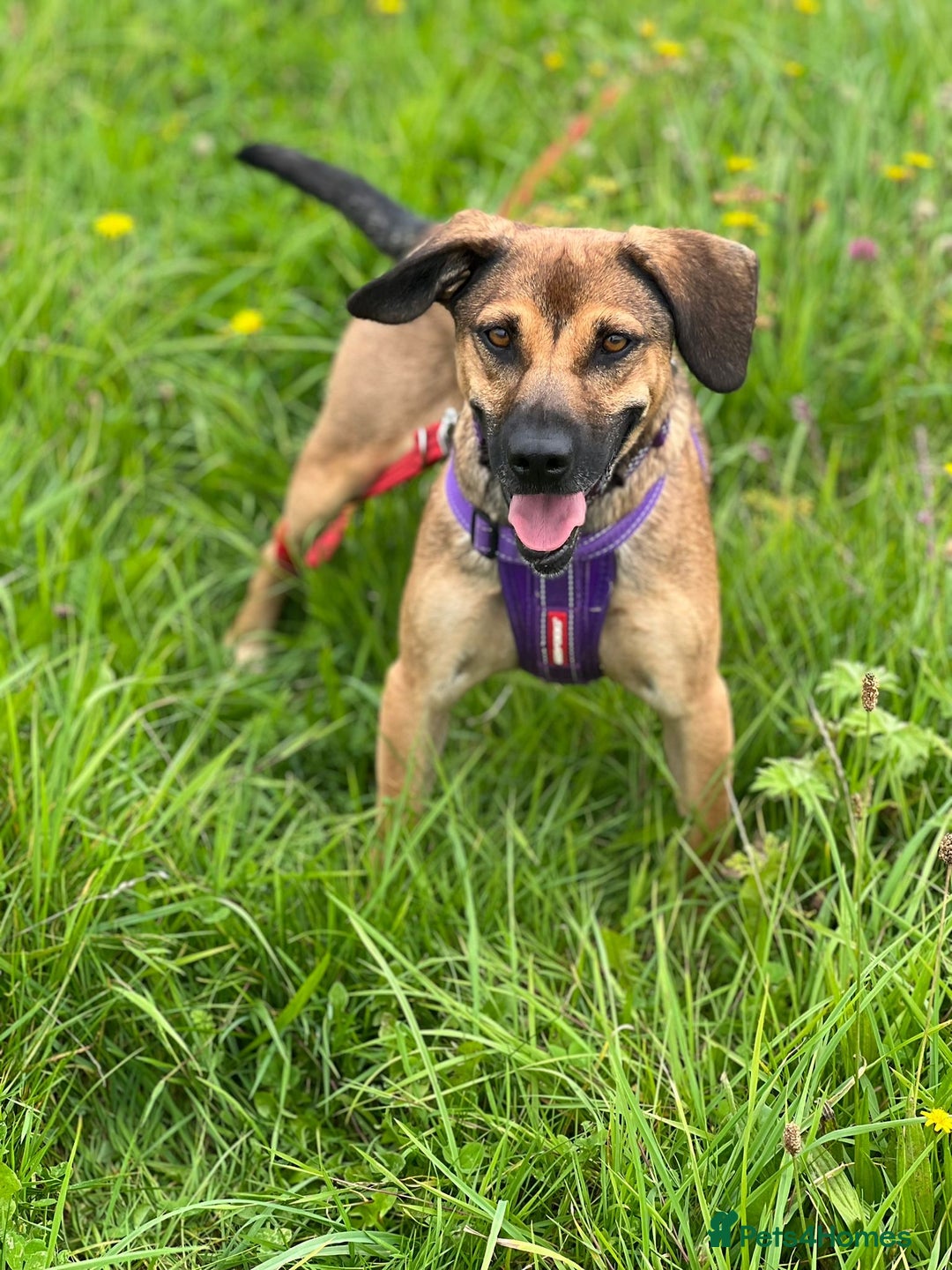 Mixed Breed dogs for adoption: Cute Dingo looking for LOVE - Image 4