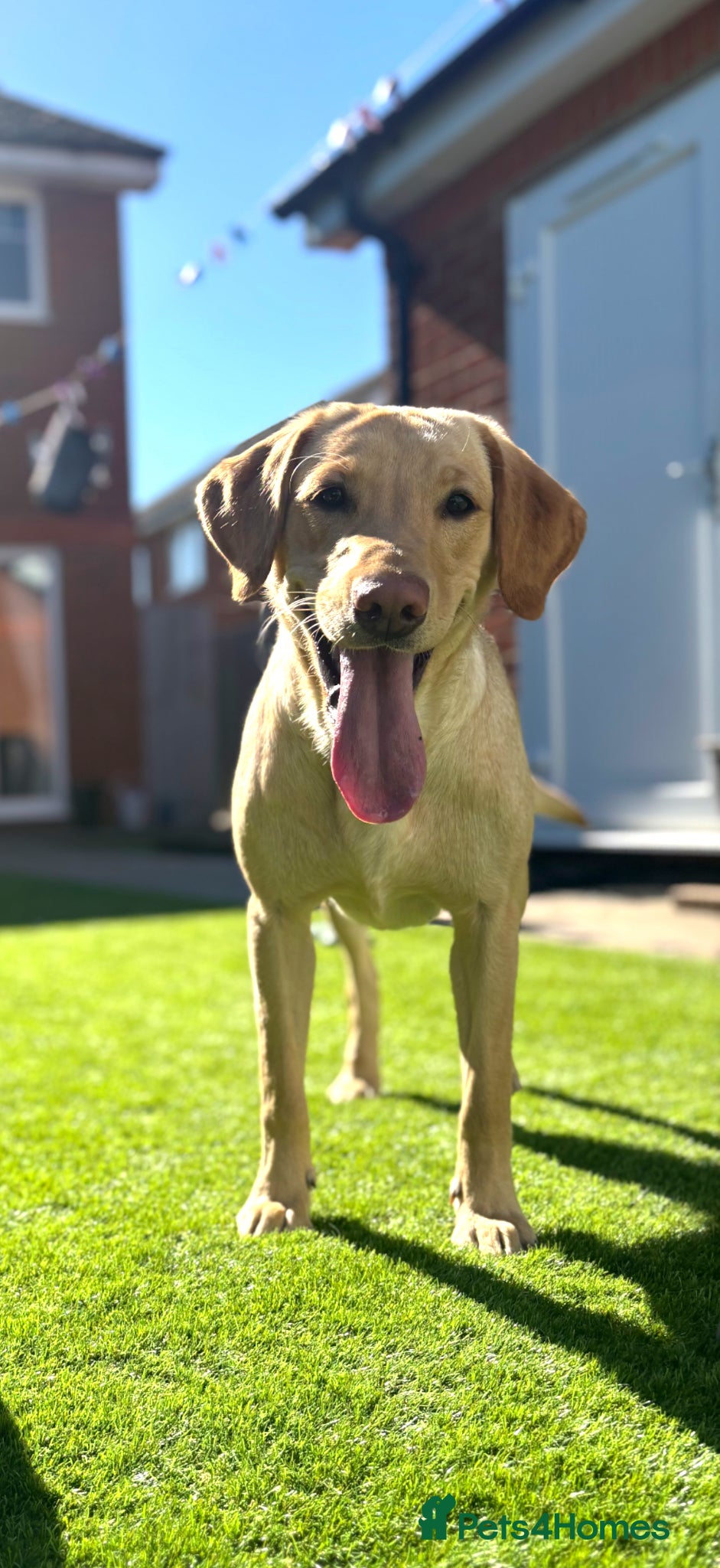 Labrador Retriever dogs FTCH KC Registered  - Advert 2