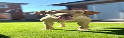 Labrador Retriever dogs for sale: FTCH KC Registered  - Advert 2