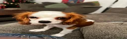Cavalier King Charles Spaniel dogs for sale: 10 month old King Charles Cavalier in Ossett - Advert 6