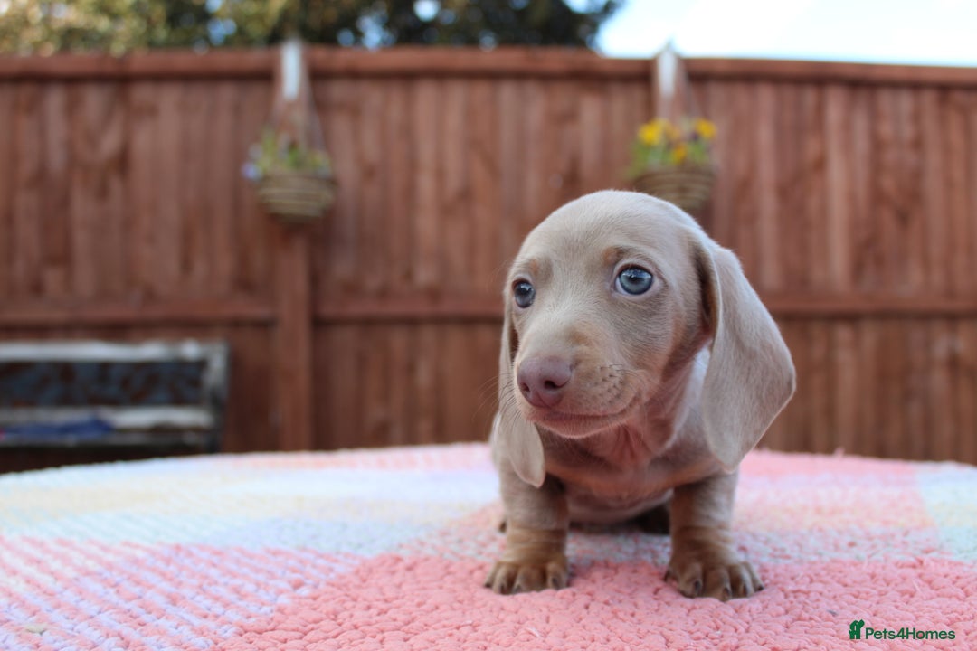 Miniature Dachshund dogs for sale: Miniature Dachshund puppies  - Image 8
