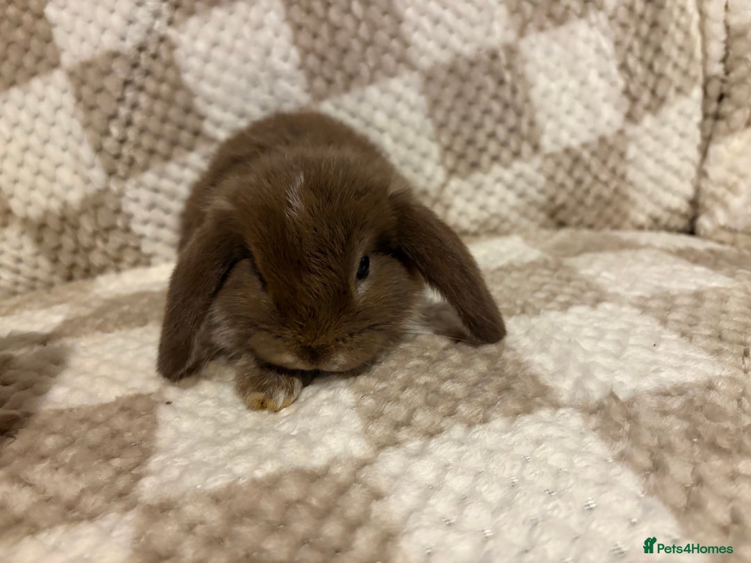 French Lop rabbits for sale: 𝐌𝐈𝐍𝐈 𝐗 𝐅𝐑𝐄𝐍𝐂𝐇 𝐅𝐎𝐑 𝐑𝐄𝐒𝐄𝐑𝐕𝐄 - Image 10
