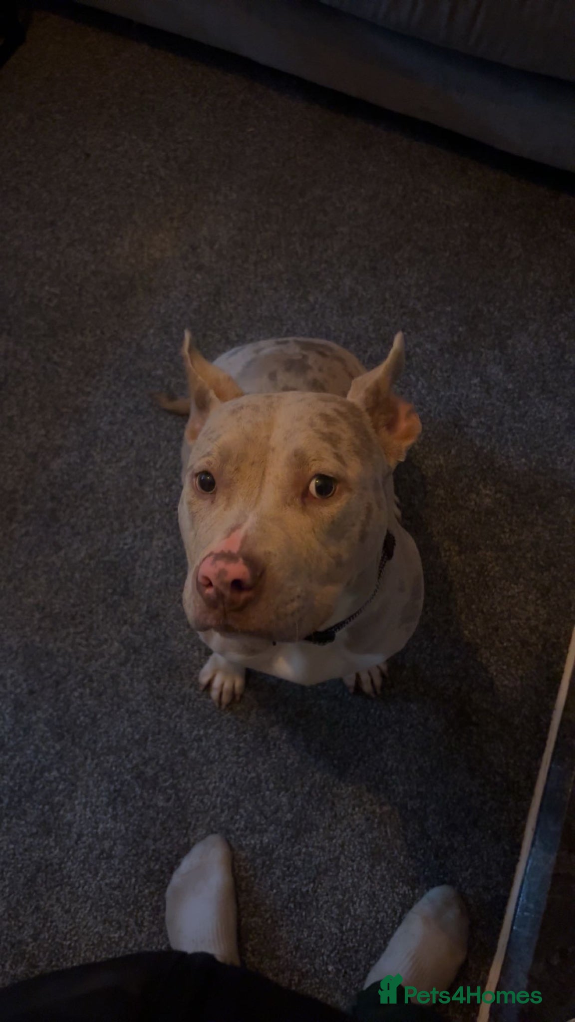Mixed Breed dogs staffy  cross boxer  - Advert 8