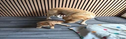 Labrador Retriever dogs for sale: 6 KC Registered Labrador Pups 3 Left !! - Advert 6