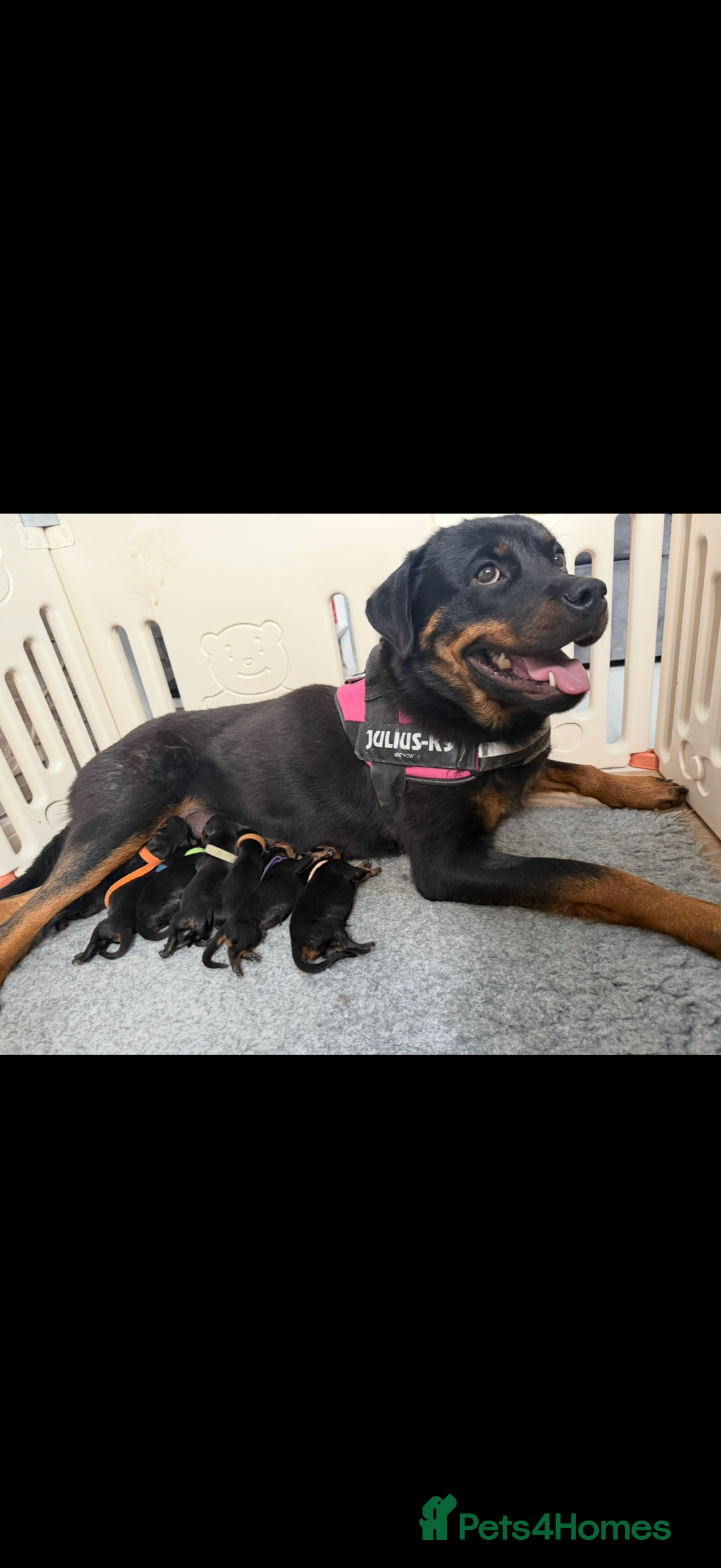 Rottweiler dogs for sale: KC Registered Litter of Rottweilers 💙💗 - Image 10