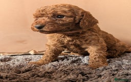 Miniature Poodle dogs for sale: Red miniature poodle puppies!! in Stafford - Image 20