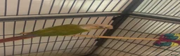 Parrots birds for sale: Pineapple conure in Colchester - Advert 2