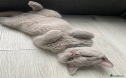 British Shorthair cats for sale: 🐾 TOP QUALLITY LILAC BSH reg GCCF purebred 🐾 - Image 26