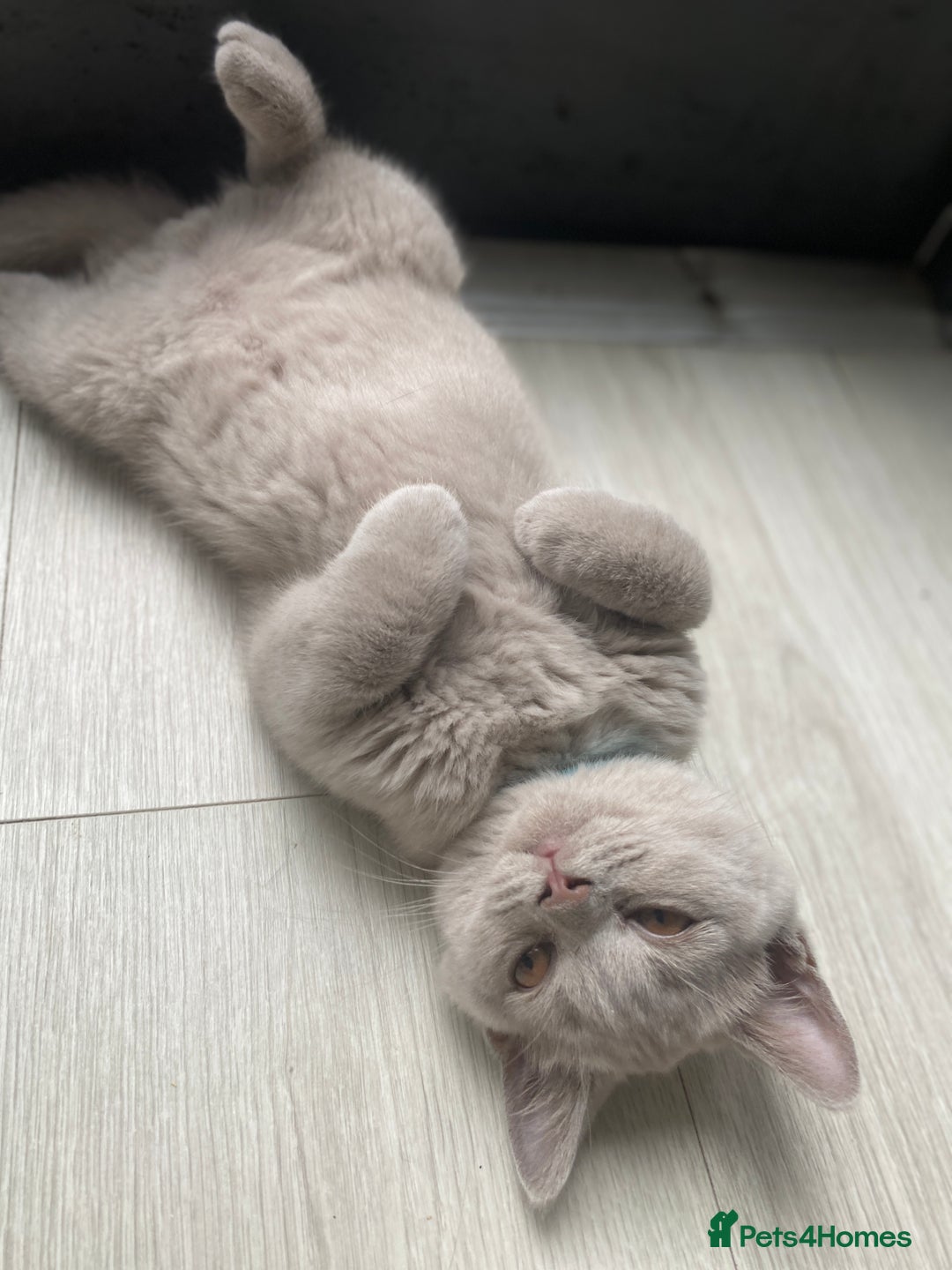 British Shorthair cats for sale: 🐾 TOP QUALLITY LILAC BSH reg GCCF purebred 🐾 - Image 26