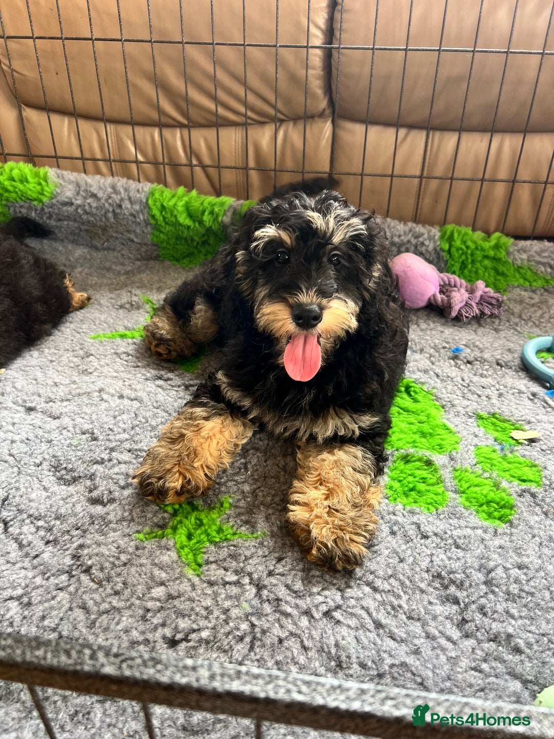 Cockapoo dogs for sale: F1b Cockapoo puppies  - Image 11