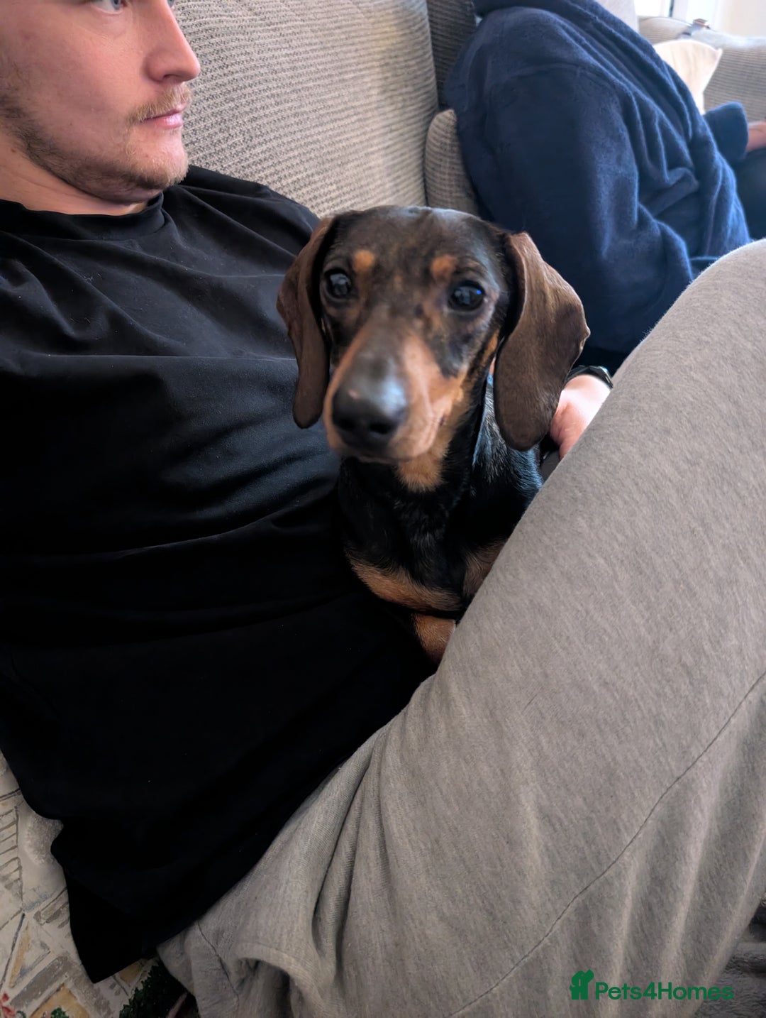 Miniature Dachshund dogs for sale: Adorable Female Mini Dachshund  - Advert 1