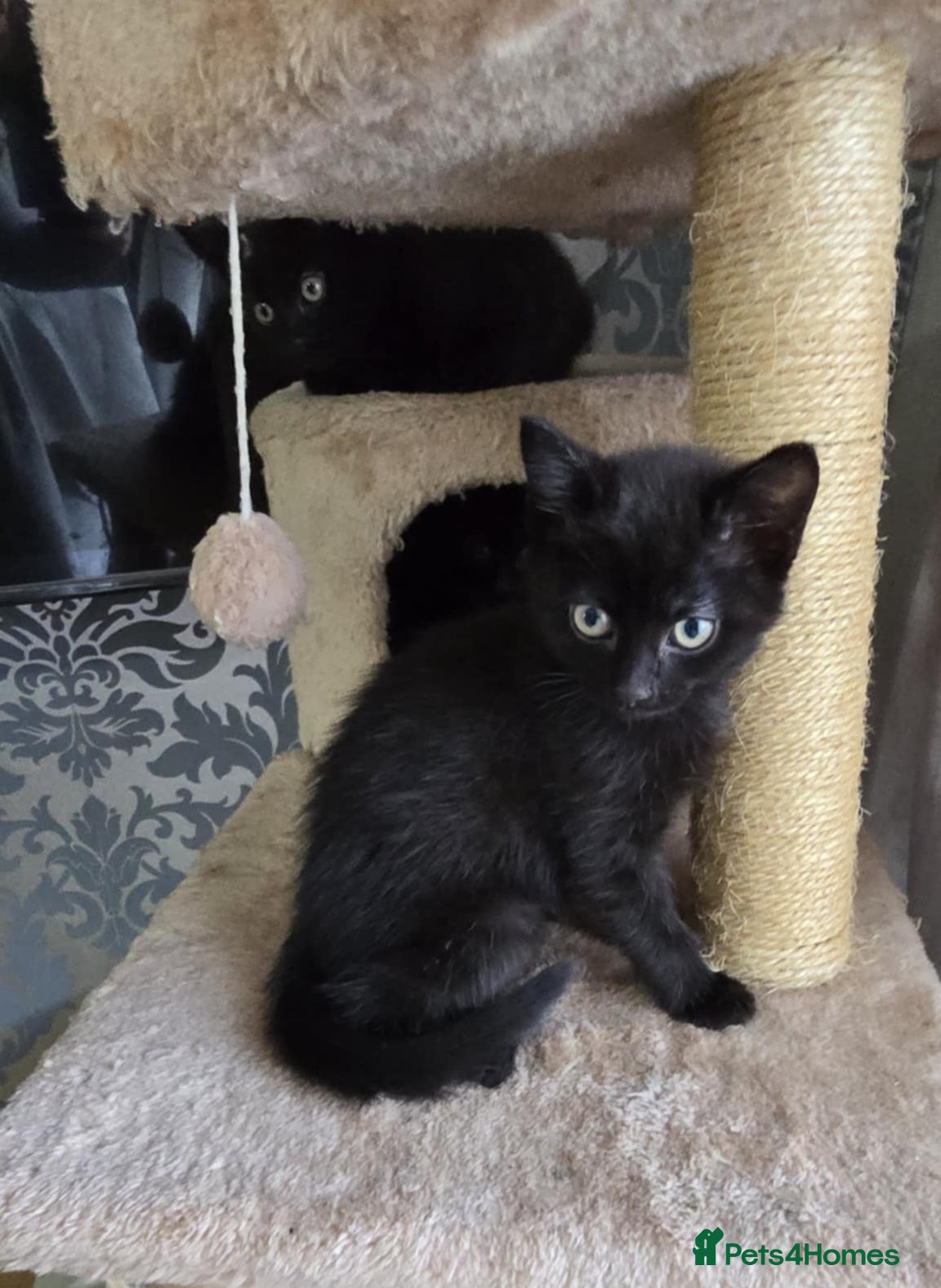 Bengal cats Four beautiful mix bangal Maine Coon kittens  - Advert 3