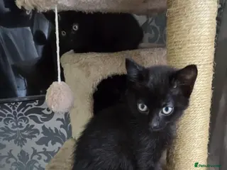 Mixed Breed cats Four beautiful mix bangal Maine Coon kittens - Advert 2