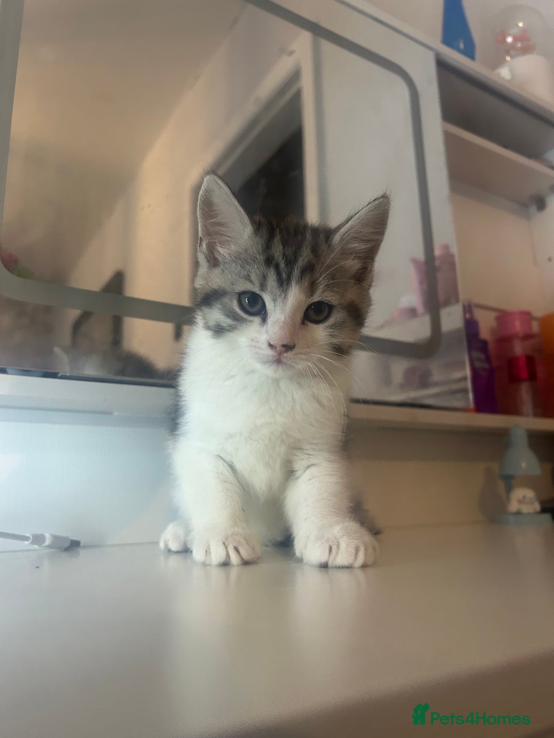 Mixed Breed cats for sale: Beautiful kittens  - Advert 7