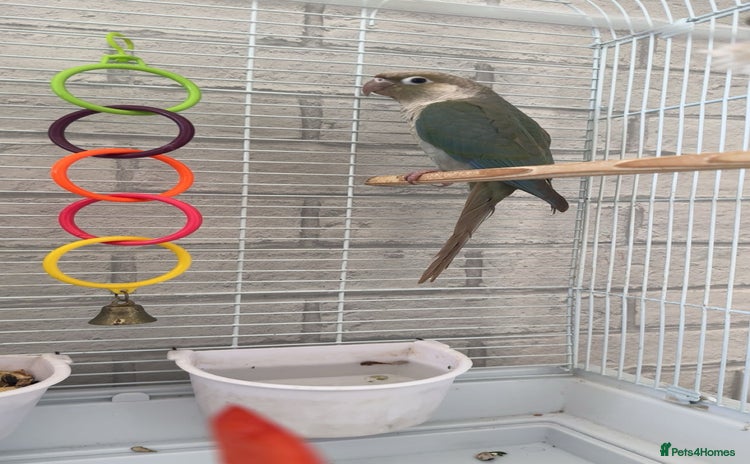 Conures birds - Advert 1