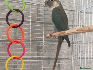 Conures birds - Advert 23