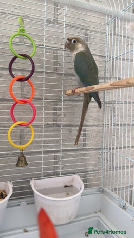 Conures birds - Advert 12