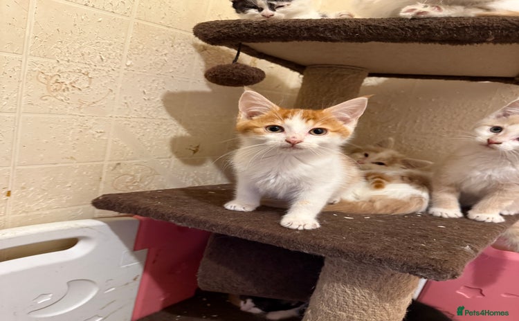 Maine Coon cats - Advert 2