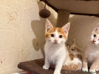 Maine Coon cats Half Maine coon kittens - Advert 7