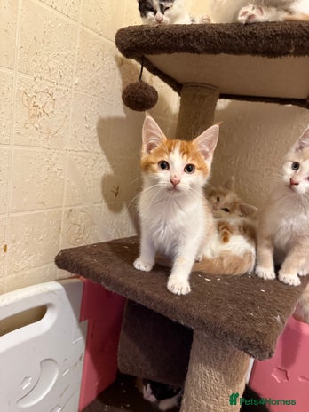 Maine Coon cats - Advert 2