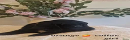 Sprocker dogs for sale:  Beautiful Sprocker puppies  in Pontypool - Advert 9