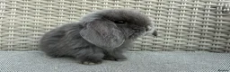 Mini Lop rabbits for sale: Last 2 plush lops available to reserve - Advert 20