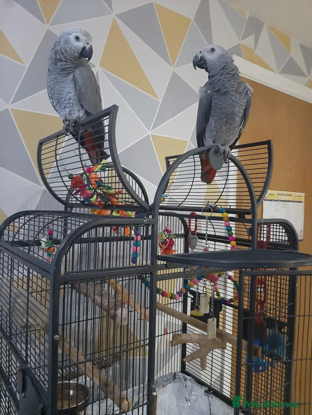 Gallery Image {{count}}