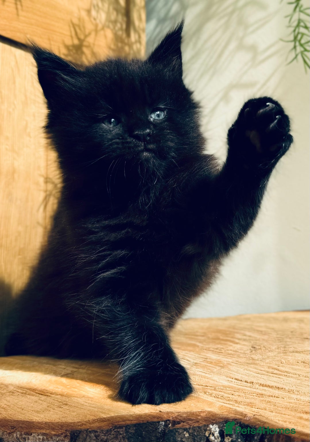 Maine Coon cats for sale: Maine Coon kittens - Advert 4