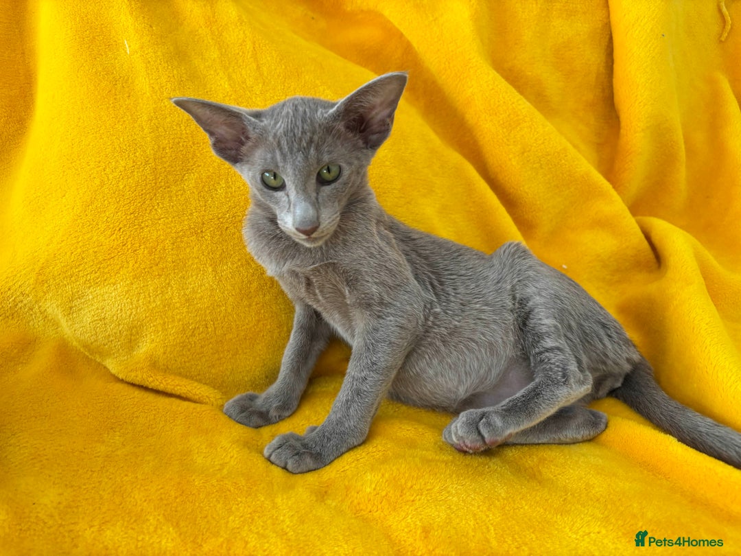 Oriental cats for sale: lilac solid girl and chocolate point boy - Image 9
