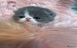 Exotic cats for sale: 🔥GCCF EXOTIC KITTENS READY DECEMBER  **  - Image 1