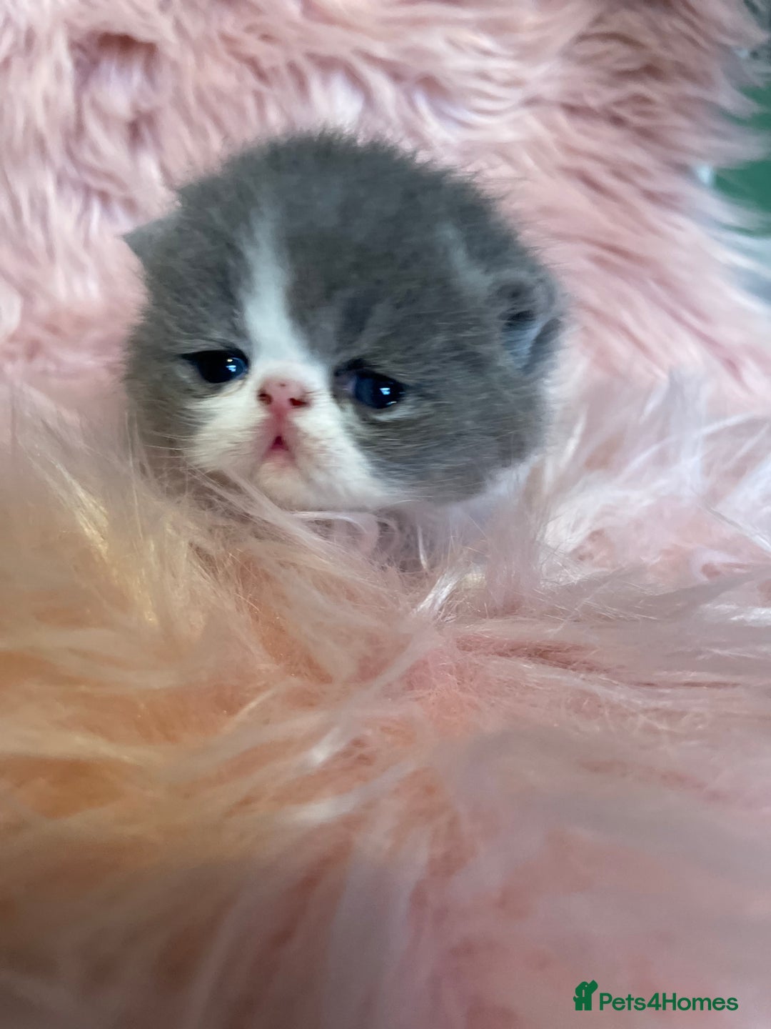 Exotic cats for sale: 🔥GCCF EXOTIC KITTENS READY DECEMBER  **  - Image 1