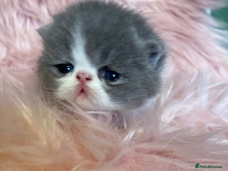 Exotic cats - Advert 17
