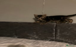 Mixed Breed cats for sale: Beautiful tabby kittens ready to leave  - Image 2