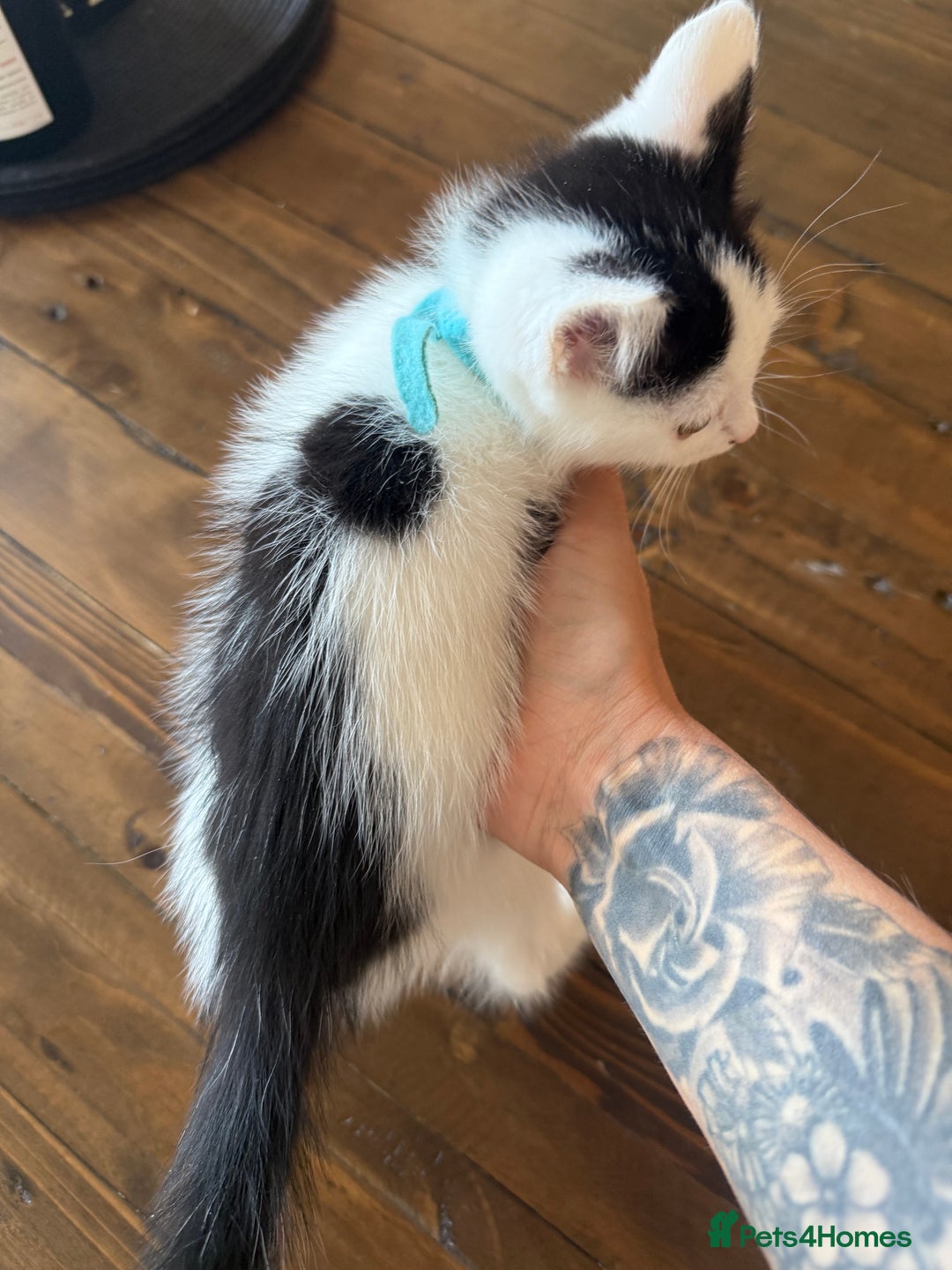 Ragdoll cats for sale: Ragdoll mix boy kitten last in litter reduced £375 - Advert 6