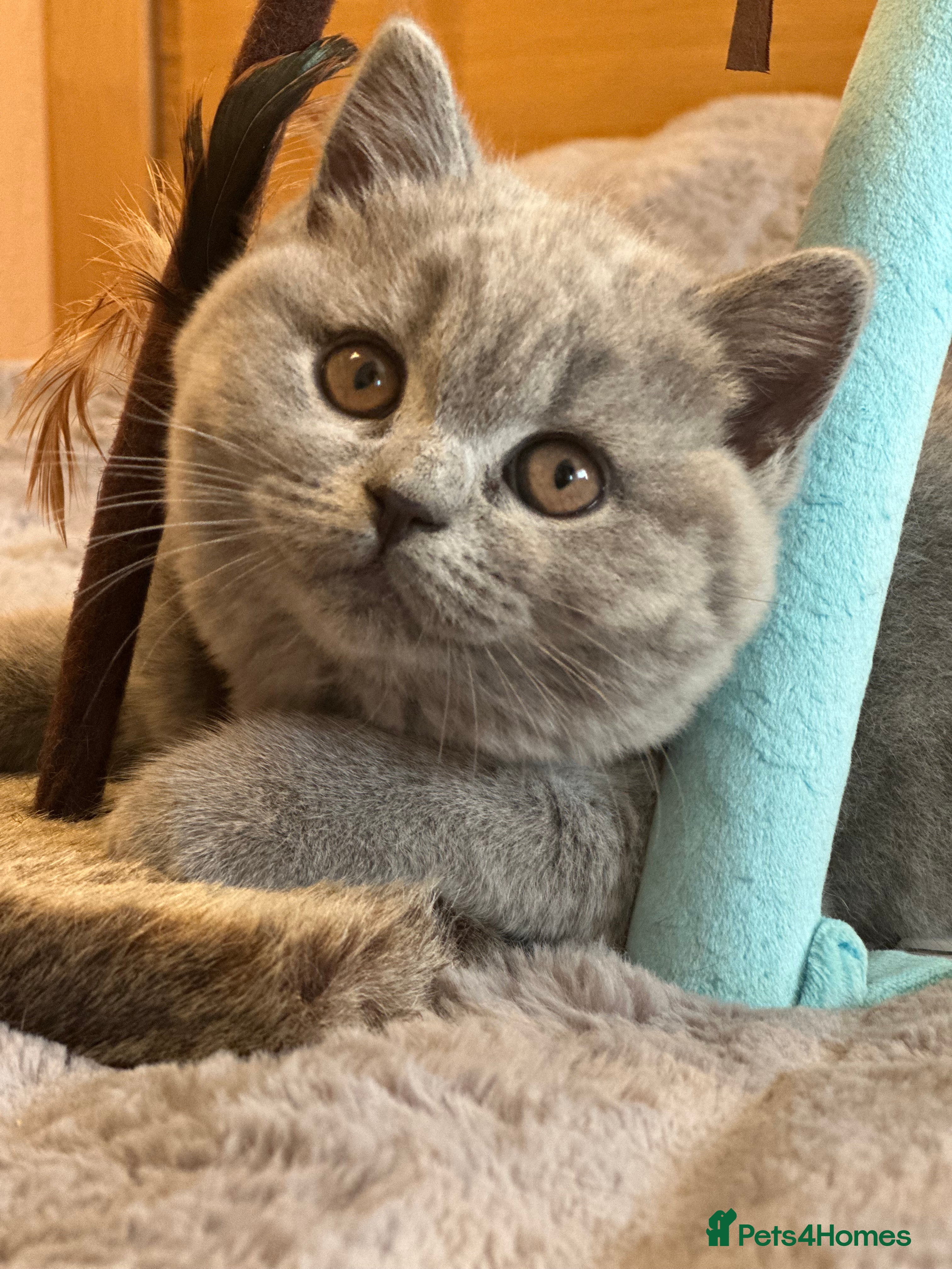 British Shorthair cats GCCF registered kittens  - Advert 4