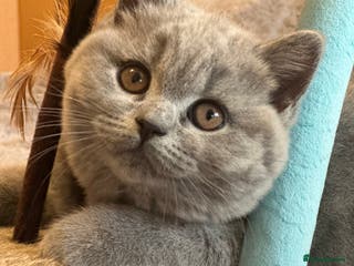 British Shorthair cats GCCF registered kittens - Advert 5