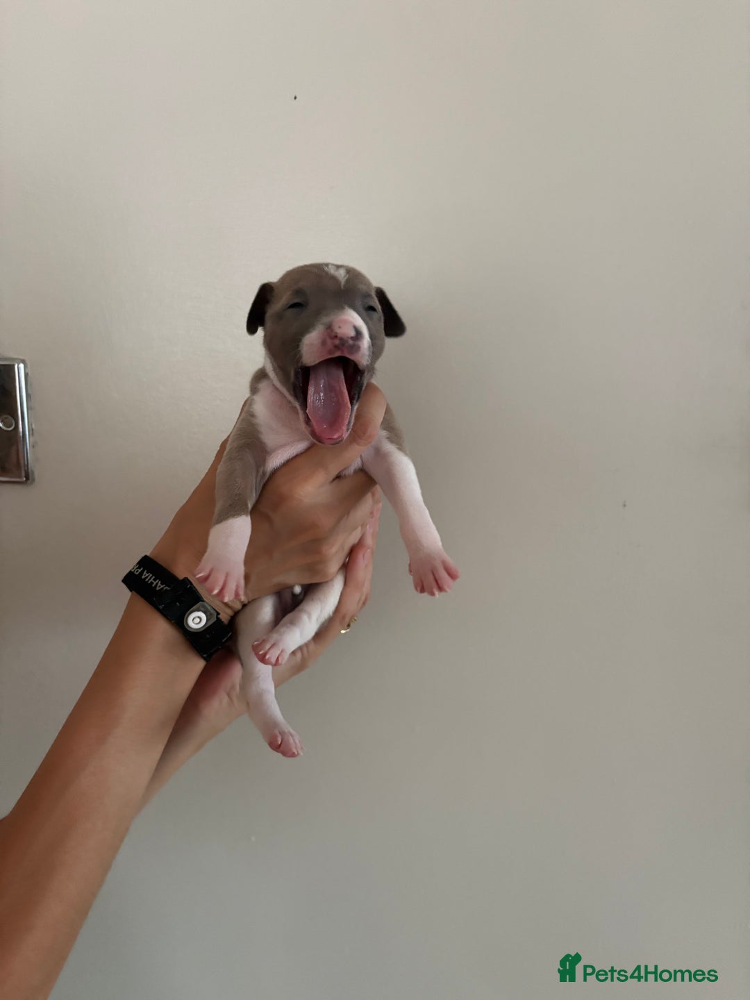 Italian Greyhound dogs for sale: Beautiful Italian Greyhound puppies for sale  - Image 21