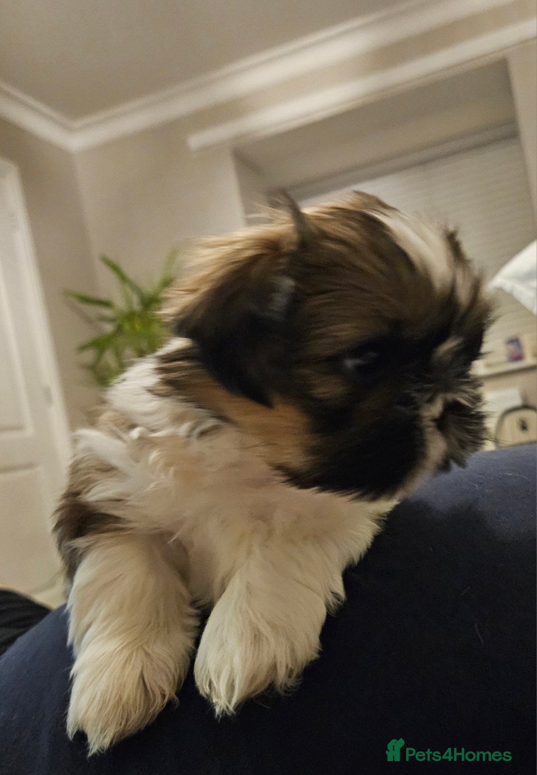 Shih Tzu dogs for sale: Beautiful shihtzu puppies  - Advert 3