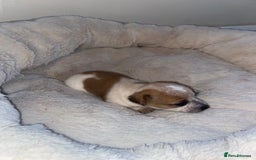Jack Russell dogs for sale: Beautiful jackrussels pup - Image 2