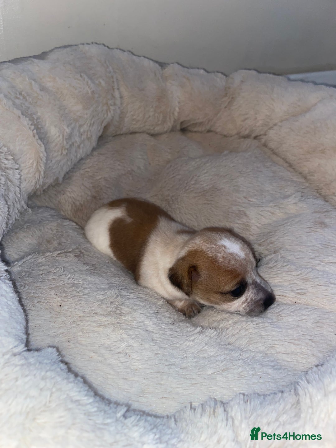 Jack Russell dogs for sale: Beautiful jackrussels pup - Image 2