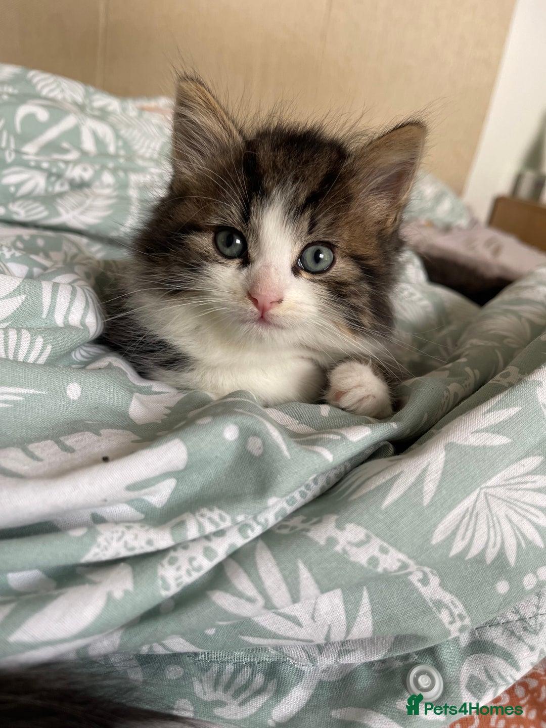 Mixed Breed cats for sale: Beautiful mixed kittens long and shorty hair - Advert 12